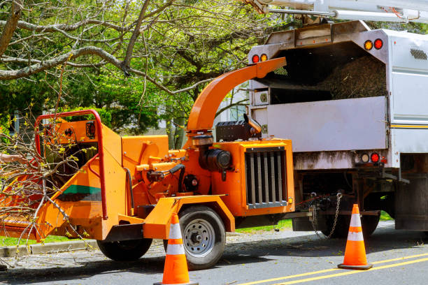 Emergency Storm Tree Removal in Sweet Home, AR